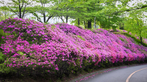 Flowers in Japan.