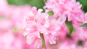 See the Humber Arboretum in Full Bloom - image