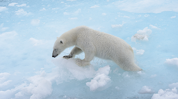 Polar bear struggling on the ice