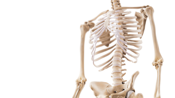Skeleton models help Kinesiology students explore human anatomy - image