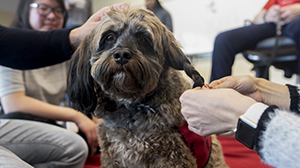 A therapy dog interacts with UofGH students
