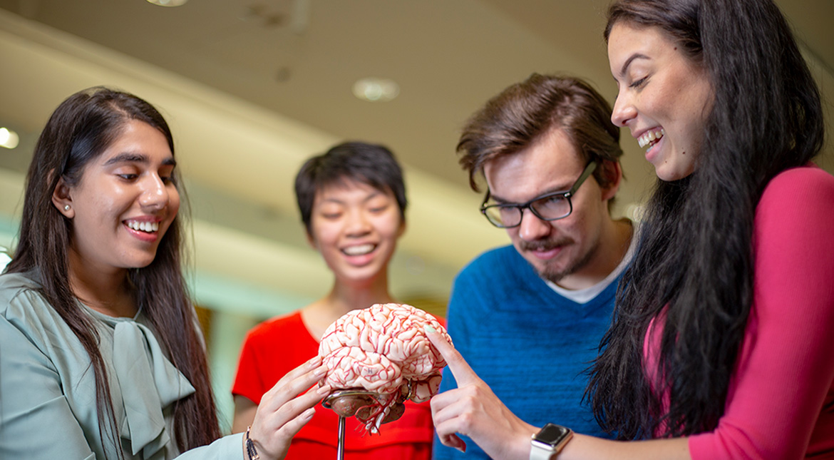 Model of a brain four students looking and pointing at model of brain