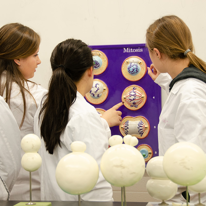 Students looking at a display on mitosis