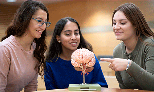 model of brain