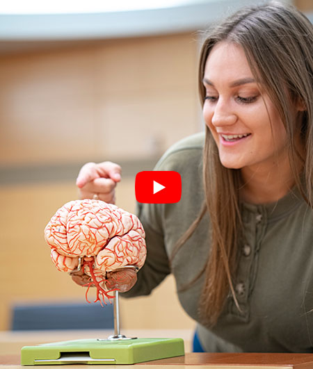 Student pointing at model brain