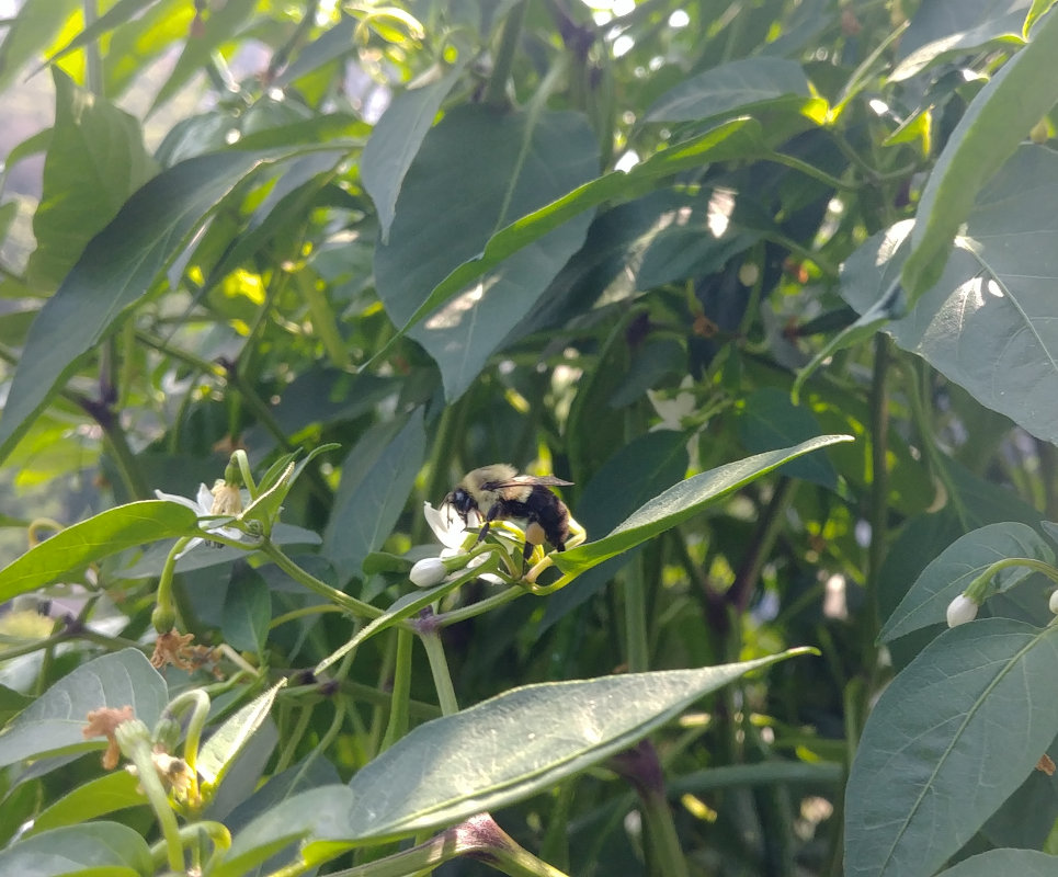 Bumblebee pollinating a flower